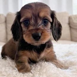 Becky - Red female Dachshund puppy in Richmond, Virginia from Irresistible Dachshunds & Cavaliers