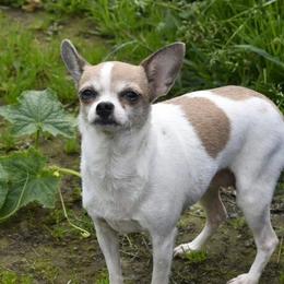 Spark - Chihuahua