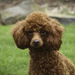 Isabel - Red  Poodle puppy in Etna Green, Indiana from Perfect Match Poodles