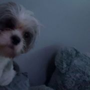 Oakley - Shorkie
