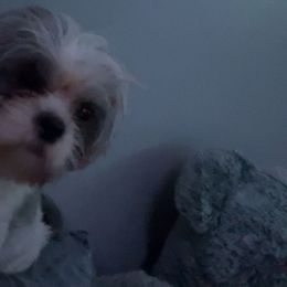 Oakley - Shorkie