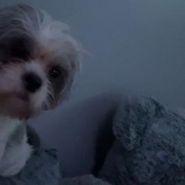 Oakley - Shorkie