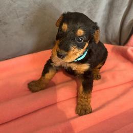 Lacy - Black and tan female Airedale Terrier puppy in Huntersville, North Carolina from Cool Hand Luke Kennels