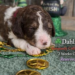 Dahlia-burgundy collar - Parti female Saint Berdoodle puppy in Paw Paw, Michigan from ProAct Canines