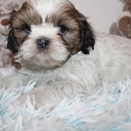 Boy 4 - Red and white male Shih Tzu puppy in Craig, Colorado from Rocky Mountain Shih Tzus and Dry Creek Miniature Dachshunds