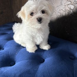 Maltese Puppies from Adorable Maltese Puppies