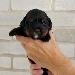 Leia - Phantom female Bernedoodle puppy in Ogden, Utah from Salty Point Doodles