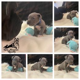 Cane Corso Puppies from Ruby Mountain Royalty