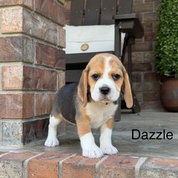 Dazzle - Black tan and white female Beagle puppy in Mansfield, Missouri from Rippee Creek Kennel