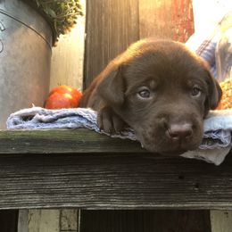 Dilute Retriever and Labrador Retriever Puppies from CKB Labradors