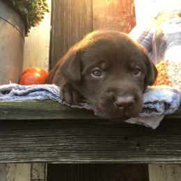 Dilute Retriever and Labrador Retriever Puppies from CKB Labradors