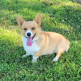 Scooter - Pembroke Welsh Corgi