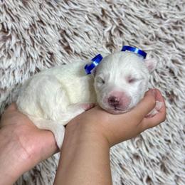 Lincoln - White male Siberian Husky puppy in Lunenburg, Vermont from SNOW WOOLY HUSKY