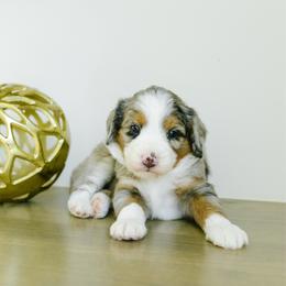 Cleo - female Australian Mountain Doodle puppy in Spanish Fork, Utah from K Brand Doodles