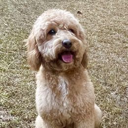 Chloe - Goldendoodle