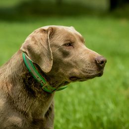 Dilute Retriever All Grown Up from Roaming Lab Farms