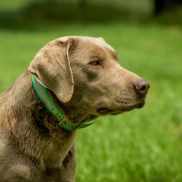 Dilute Retriever All Grown Up from Roaming Lab Farms