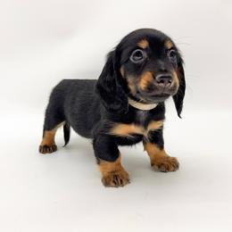Magnolia - Black and tan female Dachshund puppy in Waddell, Arizona from Neu Doxies