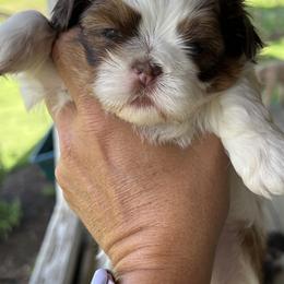 Shih Tzu Puppies from Tarklin Valley Farm