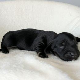 Dumpling - Black and tan male Dachshund puppy in Sonora, Kentucky from Maple Hill Miniature Dachshunds
