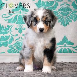 Risk - Blue merle male Miniature American Shepherd puppy in Carlisle, Pennsylvania from 4 Clovers Kennel