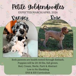 Goldendoodle puppies from The Coastal Homestead
