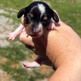 Barnacle - Black and tan male Dachshund puppy in Lebanon, Tennessee from Thomas Homestead and Rabbitry