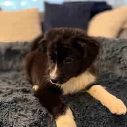 Rex - Black & white male Miniature Australian Shepherd puppy in Dallas, Waco, And Tyler, Texas from Beulah Aussie Farms Texas