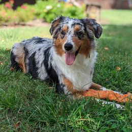 Georgia - Australian Shepherd