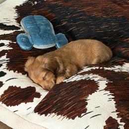 Willie - Red male Dachshund puppy in Mountain Home, Arkansas from Southern Charm Kennels