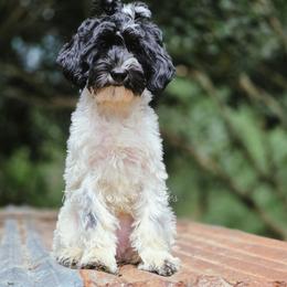 Cassini - Black and white female Aussiedoodle puppy in Centreville, Mississippi from Trin's Designer Doodles