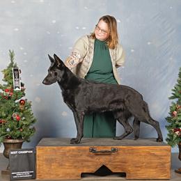 German Shepherd Puppies from Vom Cosabar