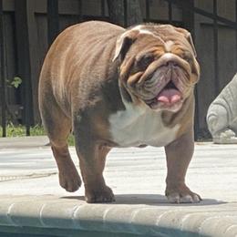 Cutie pie - Bulldog