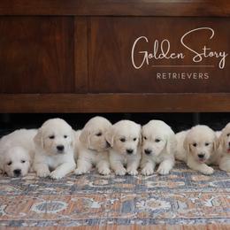 Golden Retriever Puppies from GoldenStory Retrievers