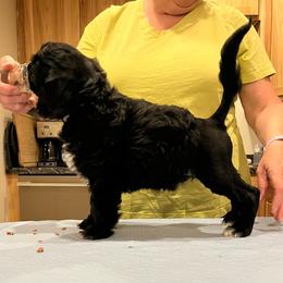 Sage - Black and white male Portuguese Water Dog puppy in Mc Henry, Illinois from Pastor dePeixes