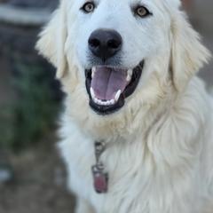 Elsa - White female Colorado Mountain Dog puppy in Chino Valley, Arizona from Big Sky Acres