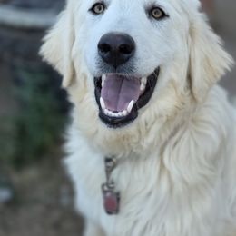 Elsa - White female Colorado Mountain Dog puppy in Chino Valley, Arizona from Big Sky Acres