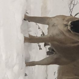 French Bulldog and Mastiff All Grown Up from Stonehaven Mastiffs and French Bull dogs