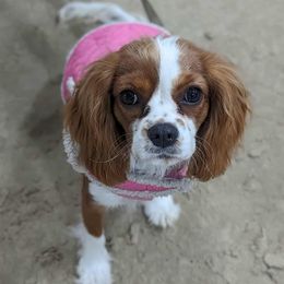 Cavalier King Charles Spaniel puppies from One Big Cavy Family