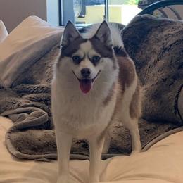 Pomskies from Mother of Pomskies
