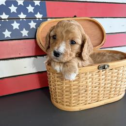 Peach Girl 2 - Apricot female Cavapoo puppy in Nampa,, Idaho from Clig Doodle Days