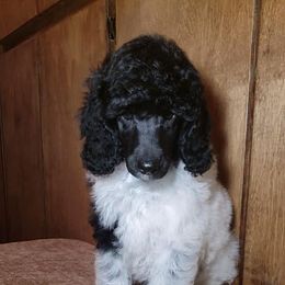 Poodle Puppies from Artista Poodles