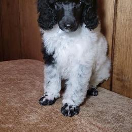 Poodle Puppies from Artista Poodles