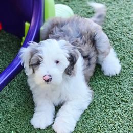 Lotus - Blue merle and white male Sheepadoodle puppy in Roseburg, Oregon from Lookingglass Doodles