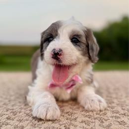 Funnel Cake - Blue merle and white female Sheepadoodle puppy in Adams, Nebraska from Boxcar Doodles and Poodles