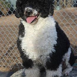 Portuguese Water Dogs from Miraval PWDs