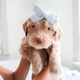 Morning Graze - Apricot female Goldendoodle puppy in Savannah, Georgia from Vino and Vespa Doodles