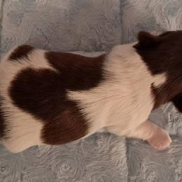 Snickers - Liver and white male Shih Tzu puppy in Silver Springs, Nevada from Meadowlyn's Dream Shih Tzu