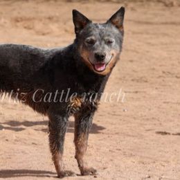 Australian Cattle Dogs, Australian Shepherds, Miniature Australian Shepherds, and Pembroke Welsh Corgis from Soqui Ortiz Cattle Ranch