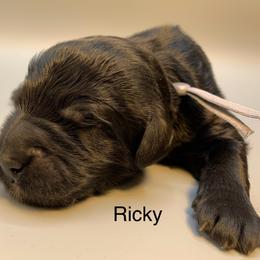 Ricky - Black male Goldendoodle puppy in New Ringgold, Pennsylvania from Hawk Mountain Doodles